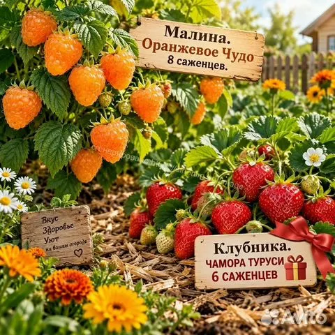 Малина Оранжевое Чудо комплект саженцев 8 шт + клубника Чамора Туруси